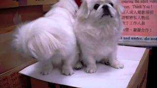 Pekingese puppies Nice BARK [upl. by Araiet]