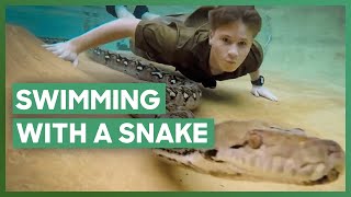 Robert Irwin Goes Swimming With A PYTHON  Crikey Its The Irwins [upl. by Gant]