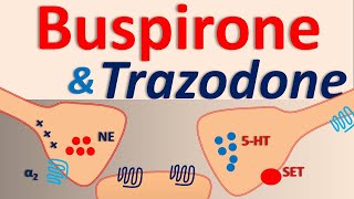 Buspirone and Trazodone interaction [upl. by Dino433]