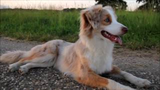 Mini Aussie Moon [upl. by Anneh]