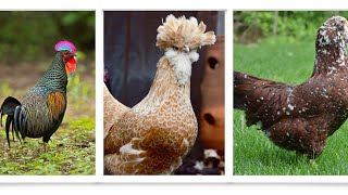 Exploring the Different Brown Chicken Breeds  Hyline Lohmann ISA Brown [upl. by Bille]