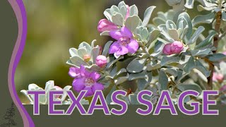 Our Complete Review of TEXAS SAGE Leucophyllum frutescens [upl. by Verlee]