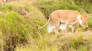 Lionesses and cubs Unbelievable [upl. by Mil]