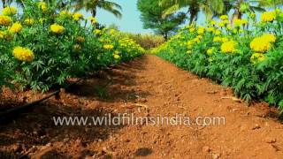 Marigold cultivation in India gaindha flowers are used in prayer [upl. by Llehcsreh]