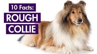 Rough Collie 101 Top 10 Facts You Should Know Lassies Breed [upl. by Emmer]