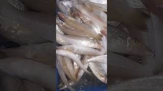 lady fish fishery fish seafood food [upl. by Leinaj]