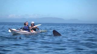 Sea kayaking  a unique window on the world [upl. by Novonod]