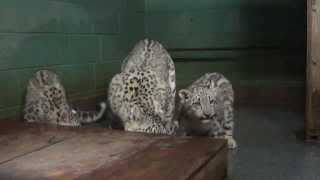 Cape May County ZooSnow Leopard Cubs Chow9313 [upl. by Lleira320]