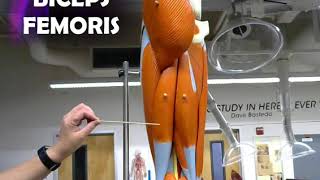 SBVC ANATOMICAL MODEL of the LEG MUSCLES practical exam anatomy physiology anatomical model college [upl. by Atekan898]