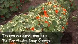 Nasturtium The Perfect Companion Plant for Your Garden [upl. by Sedgewinn]