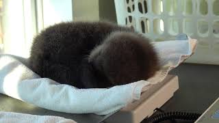 Baby Sea Otter Joey His First Days at the Rescue Centre [upl. by Marelya343]