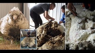 Overgrown Australian sheep Chris breaks World Record [upl. by Adnamar]