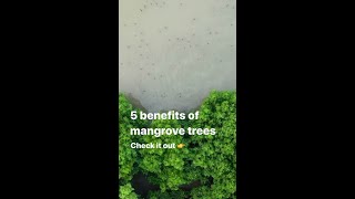 Benefits of Mangrove Trees 👏 [upl. by Trillbee919]