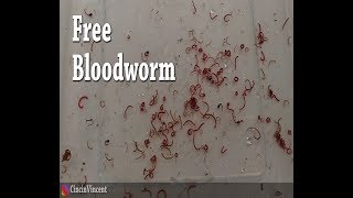 Free Bloodworms [upl. by Prober520]