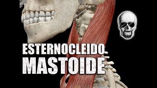 Músculo ESTERNOCLEIDOMASTOIDEO Nomenclatura origens inserção e ações  Anatomia  VideoAula 160 [upl. by Iclek]