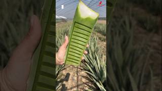 amazing aloe vera cutting EP90aloevera naturel shorts [upl. by Luci]