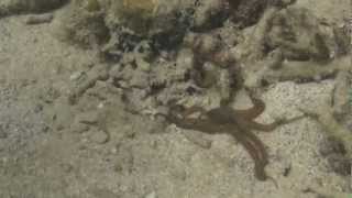 The Bipedal Octopus with Crissy Huffard [upl. by Chrysa]