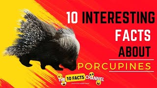 10 INTERESTING FACTS about Porcupine [upl. by Danila]