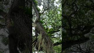 Beautiful acacia trees shortvideo trending nature amazing [upl. by Salokcin]