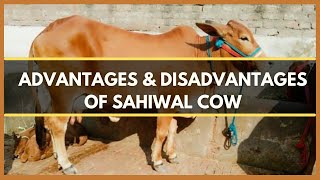 ADVANTAGES AND DISADVANTAGES OF SAHIWAL COW  SAHIWAL CATTLE  SAHIWAL BREED [upl. by Googins337]