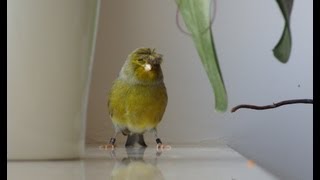 Canary singing bird sing song gloster with a crown Śpiew kanarka  Groszek Best Video to Traning [upl. by Solberg]