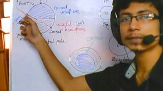 Developmental biology part 1  introduction and grey crescent formation [upl. by Greysun856]