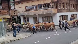 Cow Parade in Wilderswil Switzerland [upl. by Servais]