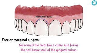 Parts Of Gingiva Easy [upl. by Natascha]