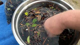 Harvesting Wild Evergreen Huckleberries To Make Pies [upl. by Stacy]