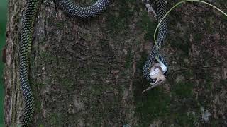 Paradise Tree Snake eating a gecko Kranji Marshes Singapore 31 Oct 2024 Part 2 [upl. by Ecirtnom]