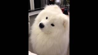 Samoyed keeps shaking his head with silly face [upl. by Hsu]