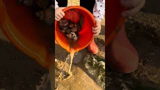 Crabbing at Hunstanton by the lighthouse oct 24 [upl. by Warton566]