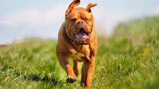 THE DOGUE DE BORDEAUX  FEROCIOUS GUARD DOG OR FAMILY PET [upl. by Notlew]