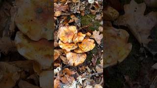 Joyful Forest Adventure  What did I find 🍄 mushroom hikingadventures forest [upl. by Attinahs]