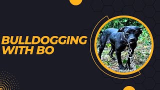 BULLDOGGING WITH BO [upl. by Jean]