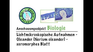 Anschauungsobjekt Biologie – Mikroskopische Aufnahmen – OleanderNerium oleander –xeromorphes Blatt [upl. by Tris]