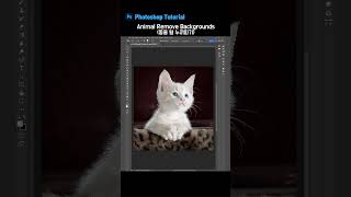 동물 털 누끼따기 Animal Remove BackgroundsPhotoshop Tutorial [upl. by Dud]