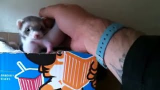 Ferret shows human her babies [upl. by Everson919]