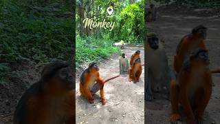 Red Monkeys The Friendliest Faces of Gambia 🐵🐒 redmonkey monkeypark gambia travel [upl. by Luwana435]