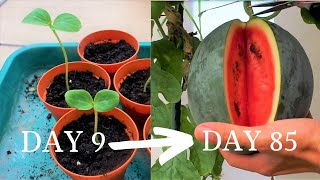 Growing watermelon 2  Sugar Baby Melon from seed to harvest [upl. by Trofmoc]