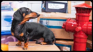 Moving 3 Times is as Bad as a Fire Funny dachshund dog video [upl. by Ahtibat]