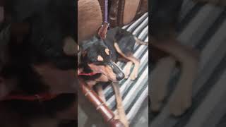 Chalo yaar nahala de  doglover dog [upl. by Enilreug]