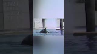 The Tragic Story of Tilikum the Orca at SeaWorld A Turning Point in Animal Ethicsshorts [upl. by Chow]