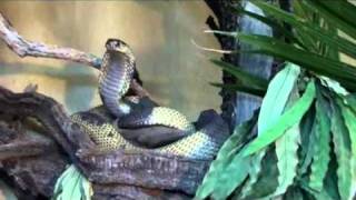 Snake Repellent Video 13 Egyptian Banded Cobra From Defensive to Retreat [upl. by Drofnil]