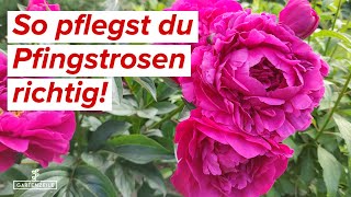 PfingstrosenPflege 🌹Tipps und Tricks für die perfekte Blüte [upl. by Okier]