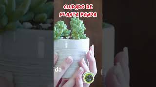 cuidado de la planta panda [upl. by Noyrb]