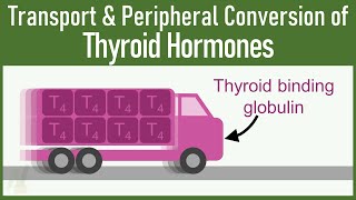 SECRETS of Transport and Peripheral Conversion of Thyroid Hormones THAT VERY FEW KNOWS [upl. by Yeniffit]