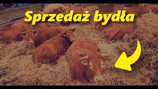 Bydło opasowe Sprzedaż bydła Jaka cena [upl. by Siramaj]