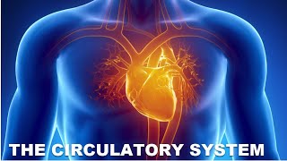 The Circulatory system [upl. by Htebyram687]