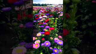 Daisy Flowers  Cultivation  Nuremberg  Germany 🇩🇪  Garden  Aster Flowers  Asteracea  Blooms [upl. by Lanrev]